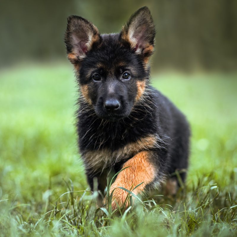 CAZAR Madre CRIOS della Valle del Seveso, IGP.1 BH Padre COSMO di Casa Beggiato, SG 5, IGP.2 SVAD WB BH