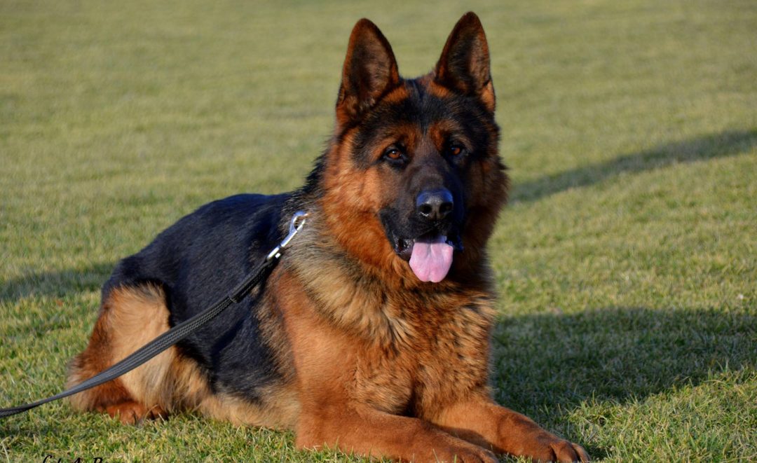 Messi Box-Dogs - młody reproduktor