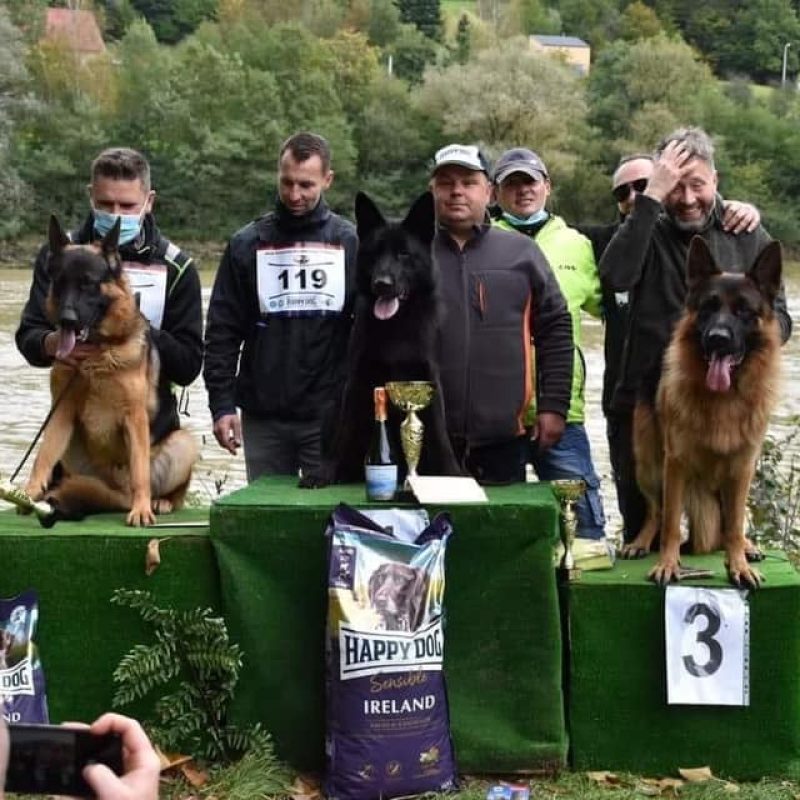 Hodowla owczarków niemieckich